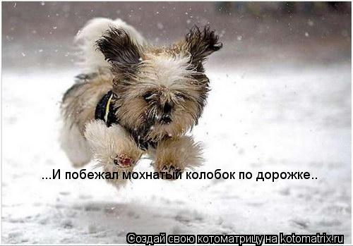 Котоматрица: ...И побежал мохнатый колобок по дорожке..