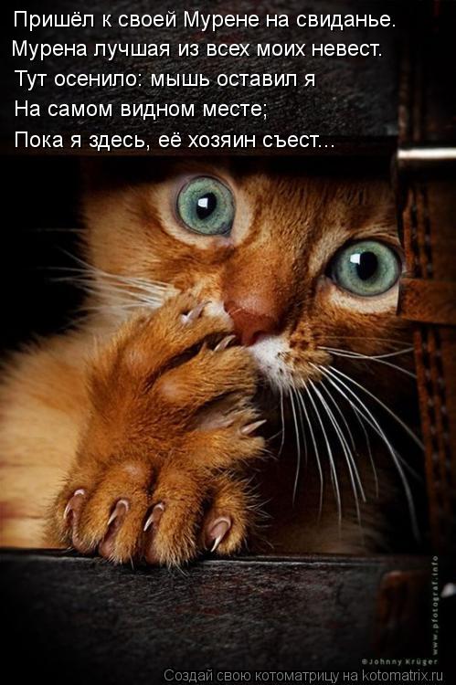 Пришёл к своей Мурене на свиданье. Мурена лучшая из всех моих невест. Тут осенило: мышь оставил я На... Котоматрица: Пришёл к своей Мурене на свиданье. Мурена лучшая из всех моих невест. Тут осенило: мышь оставил я На самом видном месте; Пока я здесь, её хозя