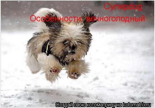 Котоматрица: Суперdog Особенности: вечноголодный