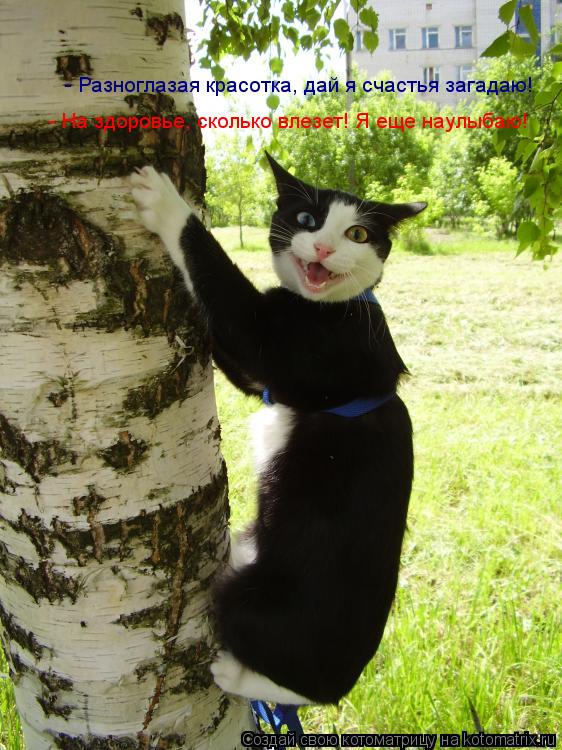 Котоматрица: - Разноглазая красотка, дай я счастья загадаю! - На здоровье, сколько влезет! Я еще наулыбаю!