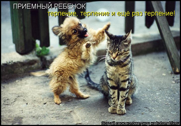 Котоматрица: ПРИЕМНЫЙ РЕБЕНОК терпение, терпение и ещё раз терпение!