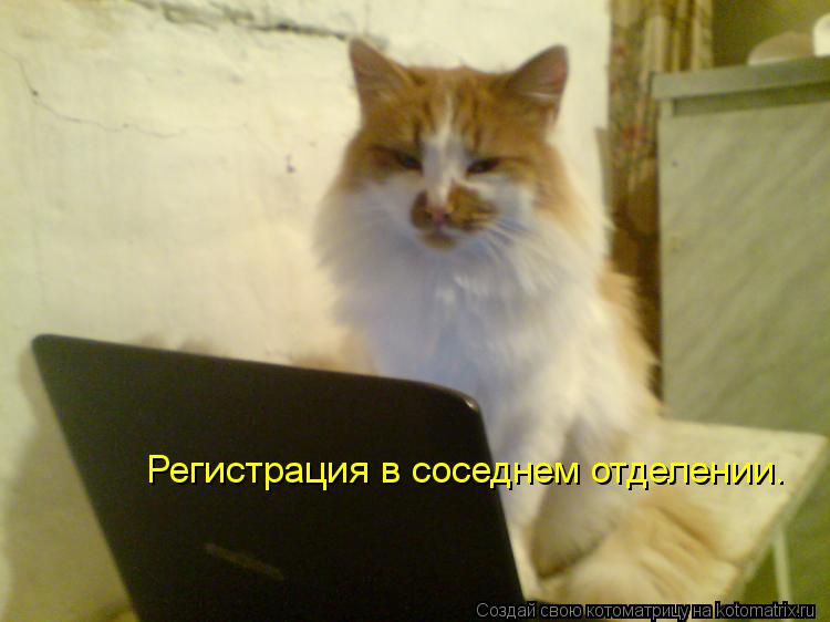 Котоматрица: Регистрация в соседнем отделении.
