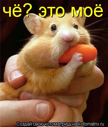 Котоматрица: чё? это моё