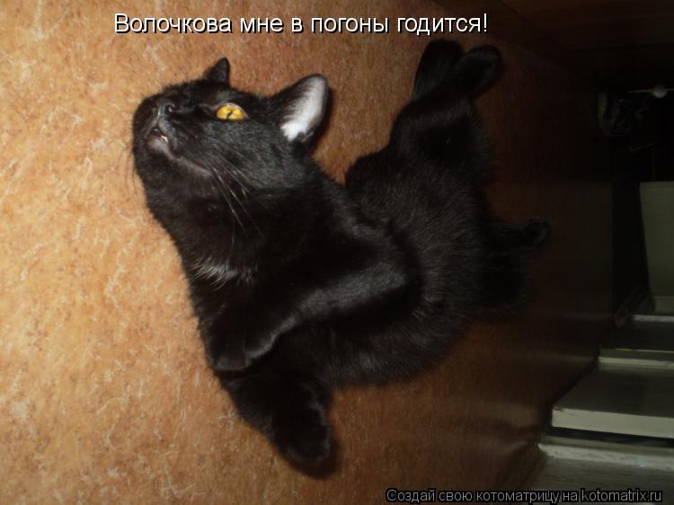 Котоматрица: Волочкова мне в погоны годится!