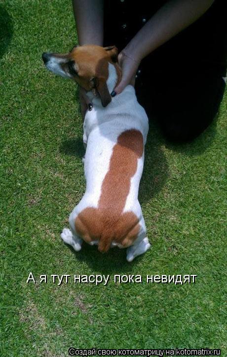Котоматрица: А я тут насру пока невидят
