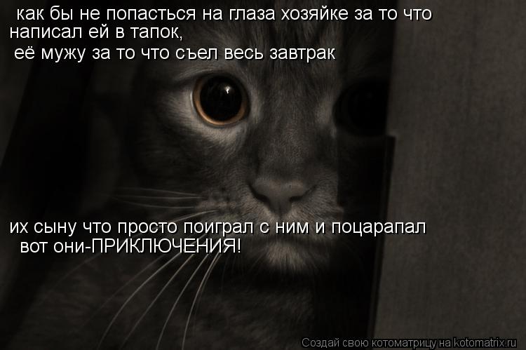 Котоматрица: как бы не попасться на глаза хозяйке за то что написал ей в тапок, её мужу за то что съел весь завтрак их сыну что просто поиграл с ним и поцар
