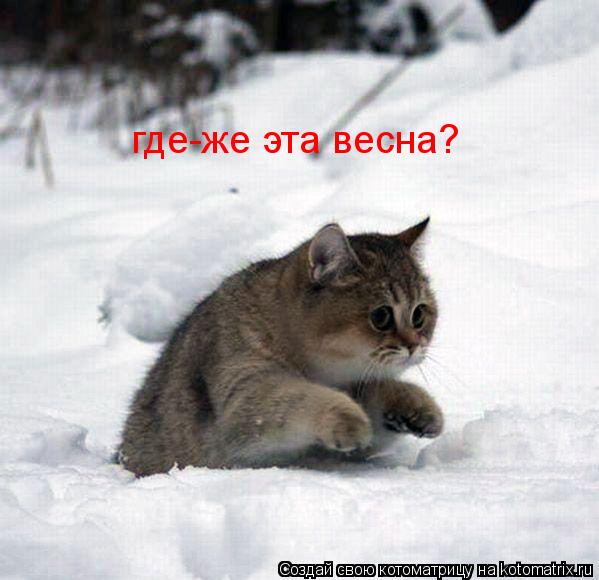 Котоматрица: где-же эта весна?