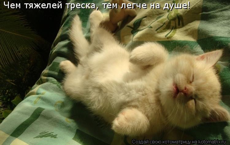 Котоматрица: Чем тяжелей треска, тем легче на душе!