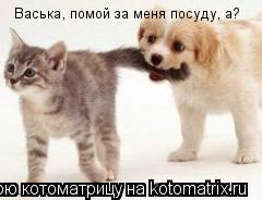 Котоматрица: Васька, помой за меня посуду, а?