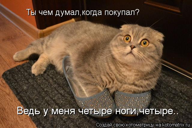 Ты чем думал,когда покупал? Ведь у меня четыре ноги,четыре..... Котоматрица: Ты чем думал,когда покупал? Ведь у меня четыре ноги,четыре..