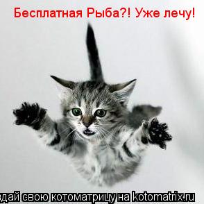 Бесплатная Рыба?! Уже лечу!... Котоматрица: Бесплатная Рыба?! Уже лечу!
