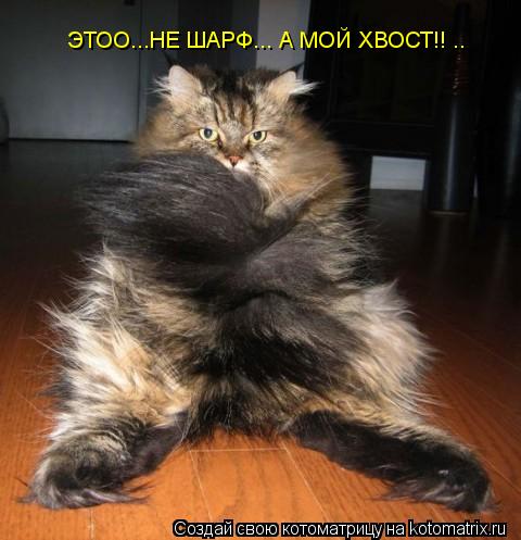 ЭТОО...НЕ ШАРФ... А МОЙ ХВОСТ!! ..... Котоматрица: ЭТОО...НЕ ШАРФ... А МОЙ ХВОСТ!! ..