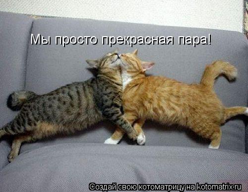 Котоматрица: Мы просто прекрасная пара!