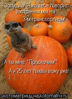 Котоматрица: - Золушка! Я же тебе говорил -  застрянем мы на  3-м транспортном! А ты мне: "Проскочим!" А я 25 лет тыквы вожу уже!