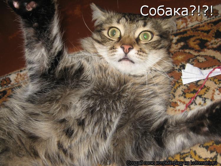 Котоматрица: Собака?!?!