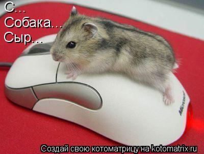Котоматрица: С... Собака... Сыр...