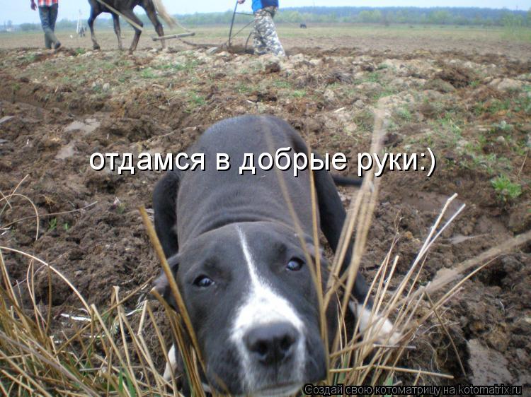 Котоматрица: отдамся в добрые руки:)