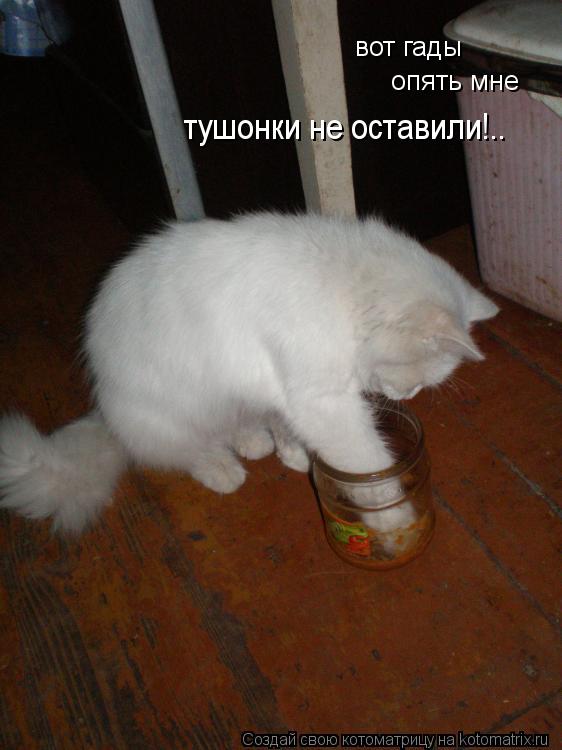 Котоматрица: вот гады опять мне тушонки не оставили!..