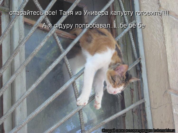 Котоматрица: спасайтесь все! Таня из Универа капусту готовила!!!! А я с дуру попробавал.....бе бе бе