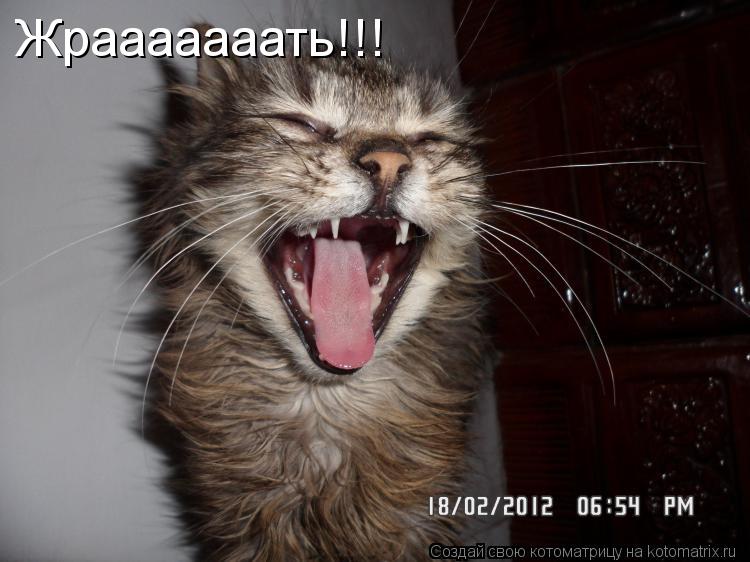 Котоматрица: Жрааааааать!!!