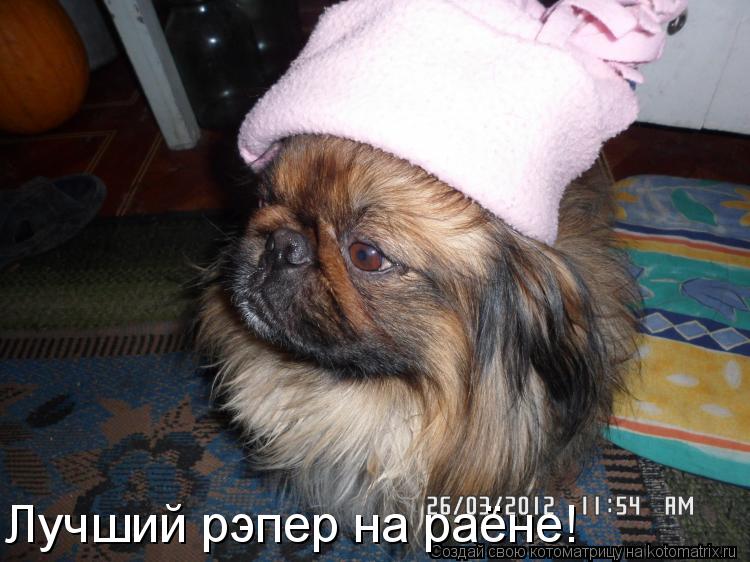 Котоматрица: Лучший рэпер на раёне!