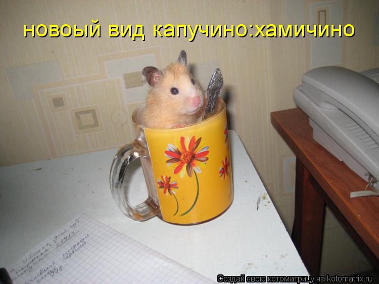 Котоматрица: новоый вид капучино:хамичино