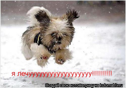 Котоматрица: я лечуууууууууууууууууу!!!!!!!!!!