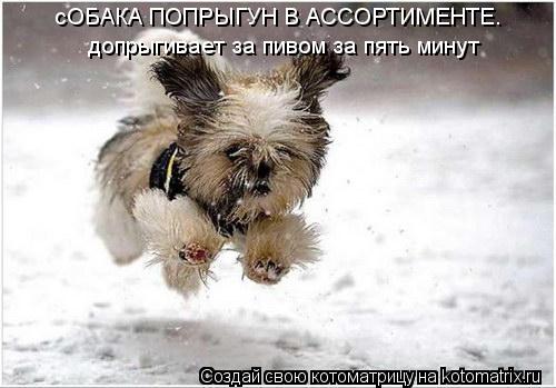 Котоматрица: сОБАКА ПОПРЫГУН В АССОРТИМЕНТЕ. допрыгивает за пивом за пять минут