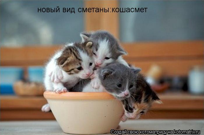 Котоматрица: новый вид сметаны:кошасмет