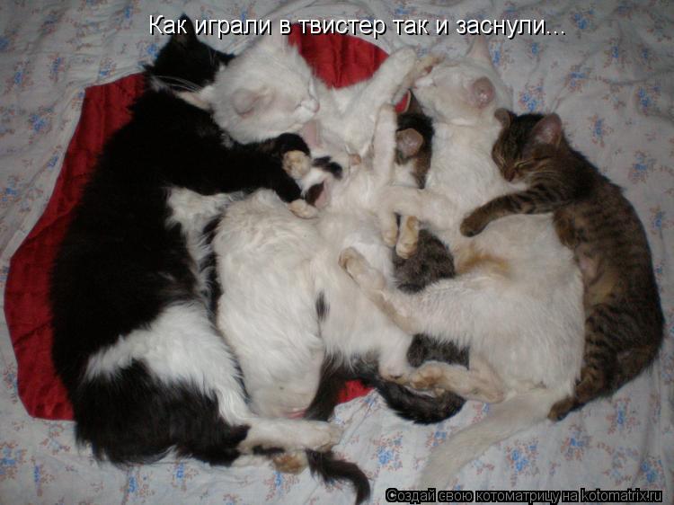 Котоматрица: Как играли в твистер так и заснули...