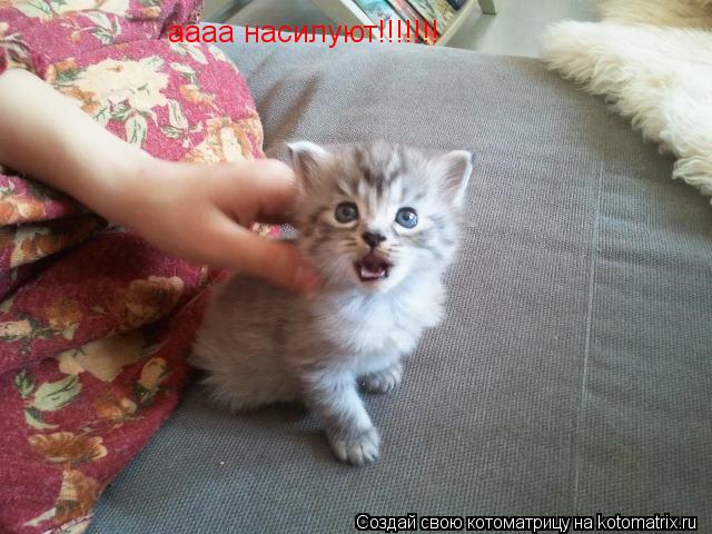 Котоматрица: аааа насилуют!!!!!!!