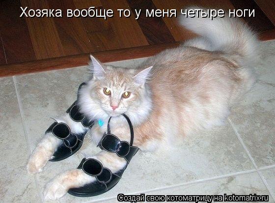Котоматрица: Хозяка вообще то у меня четыре ноги