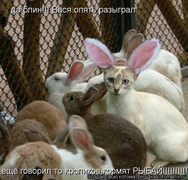 Котоматрица: да блин!!! Вася опять разыграл ещё говорил то кроликов кормят РЫБАЙ!!!!!!!!!!