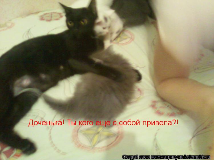 Котоматрица: Доченька! Ты кого еще с собой привела?!