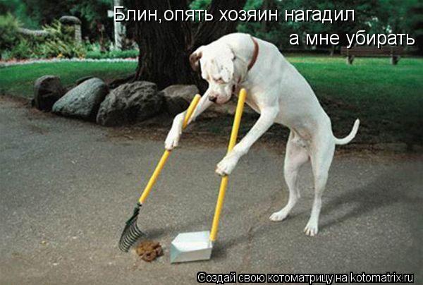 Котоматрица: Блин,опять хозяин нагадил а мне убирать
