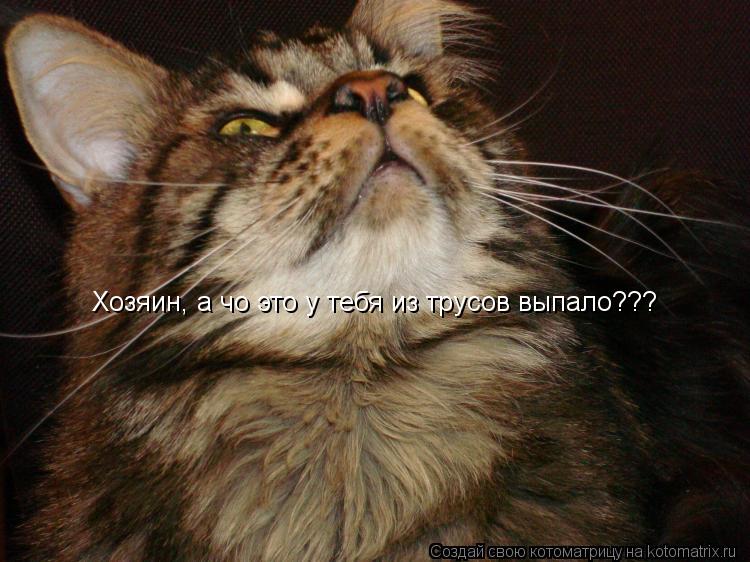 Котоматрица: Хозяин, а чо это у тебя из трусов выпало???