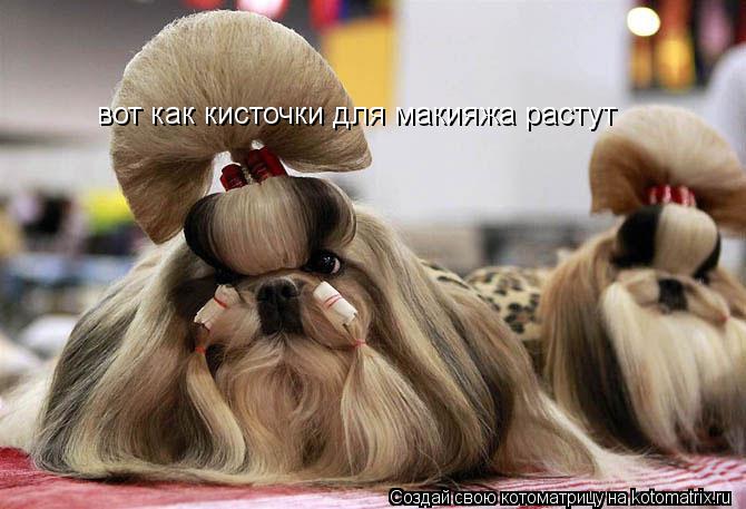 Котоматрица: вот как кисточки для макияжа растут