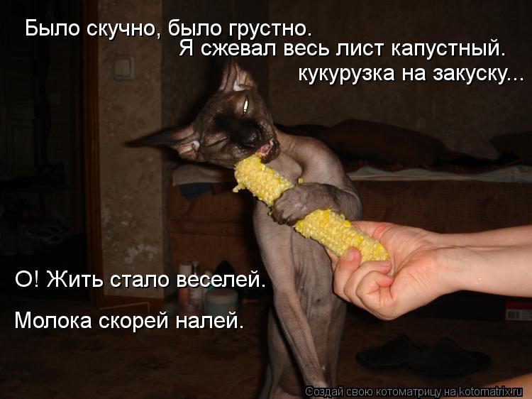 Котоматрица: Было скучно, было грустно. Я сжевал весь лист капустный. О! Жить стало веселей. Молока скорей налей. кукурузка на закуску...