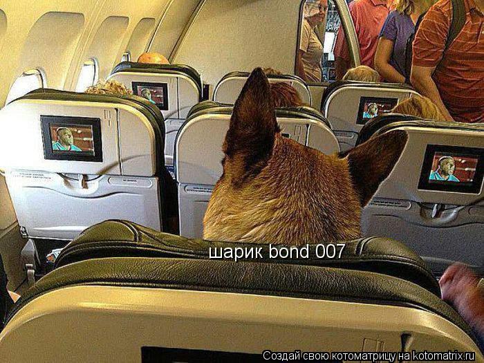 Котоматрица: шарик bond 007