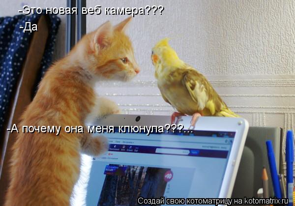 Котоматрица: -Это новая веб камера??? -Да -А почему она меня клюнула???...