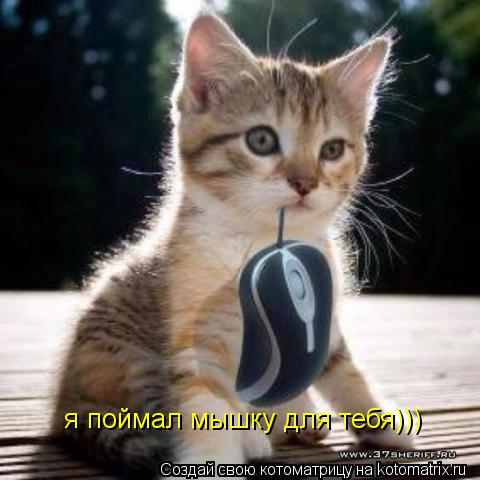 Котоматрица: я поймал мышку для тебя)))