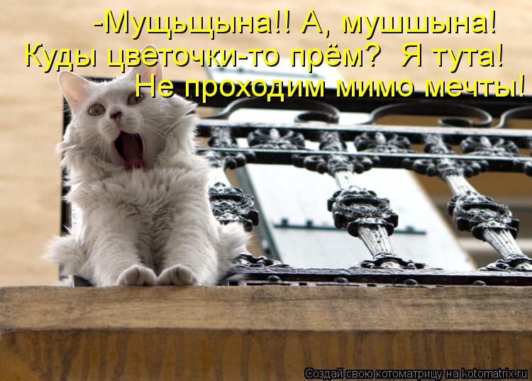 Котоматрица: -Мущьщына!! А, мушшына! Куды цветочки-то прём?  Я тута! Не проходим мимо мечты!