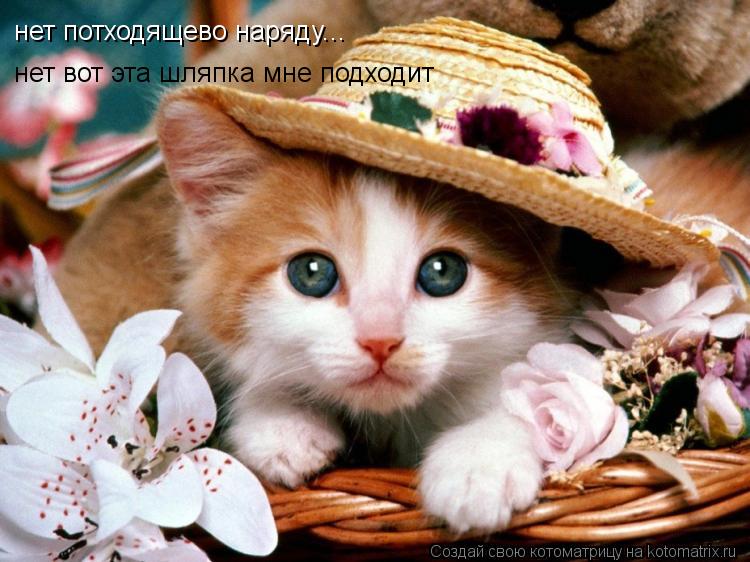 Котоматрица: нет потходящево наряду... нет вот эта шляпка мне подходит