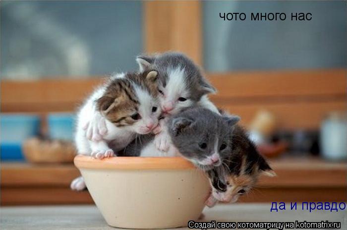 Котоматрица: чото много нас да и правдо
