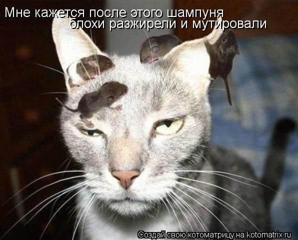 Котоматрица: Мне кажется после этого шампуня блохи разжирели и мутировали