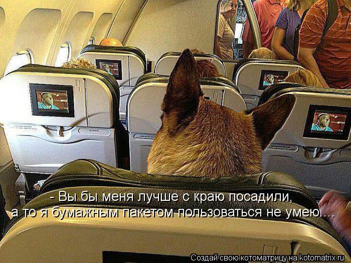 Котоматрица: - Вы бы меня лучше с краю посадили, а то я бумажным пакетом пользоваться не умею....