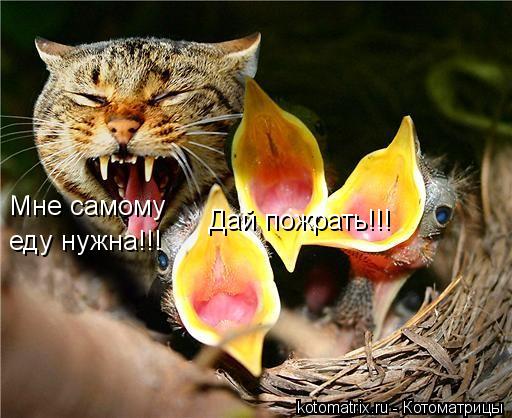 Котоматрица: Дай пожрать!!! Мне самому еду нужна!!!
