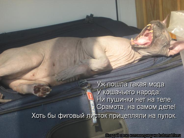 Котоматрица: Уж пошла такая мода У кошачьего народа: Ни пушинки нет на теле. Срамота, на самом деле! Хоть бы фиговый листок прицепляли на пупок.