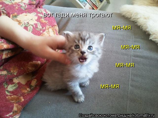 Котоматрица: вот гади меня трогают мя-мя мя-мя мя-мя мя-мя