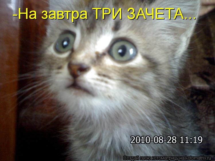 Котоматрица: -На завтра ТРИ ЗАЧЕТА...